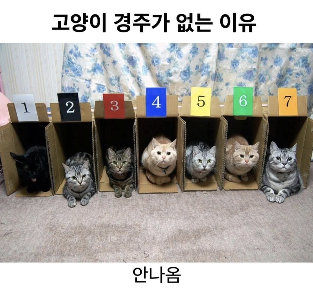 고양이 경주가 없는 이유
앜ㅋㅋㅋㅋㅋㅋㅋㅋㅋ귀찮냥