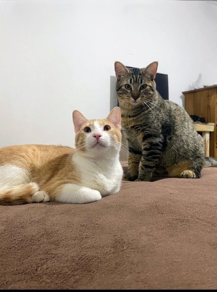 Para estos 2🐈de apenas 1 año y medio, el 🌎que conocían se está desvaneciendo Sus dueños se separan, en medio del adiós Ellos no tienen lugar en el nuevo destino
​El⌚corre en su contra la 🏡donde crecieron debe entregarse y ellos No pueden quedarse en el vacío de 4 paredes