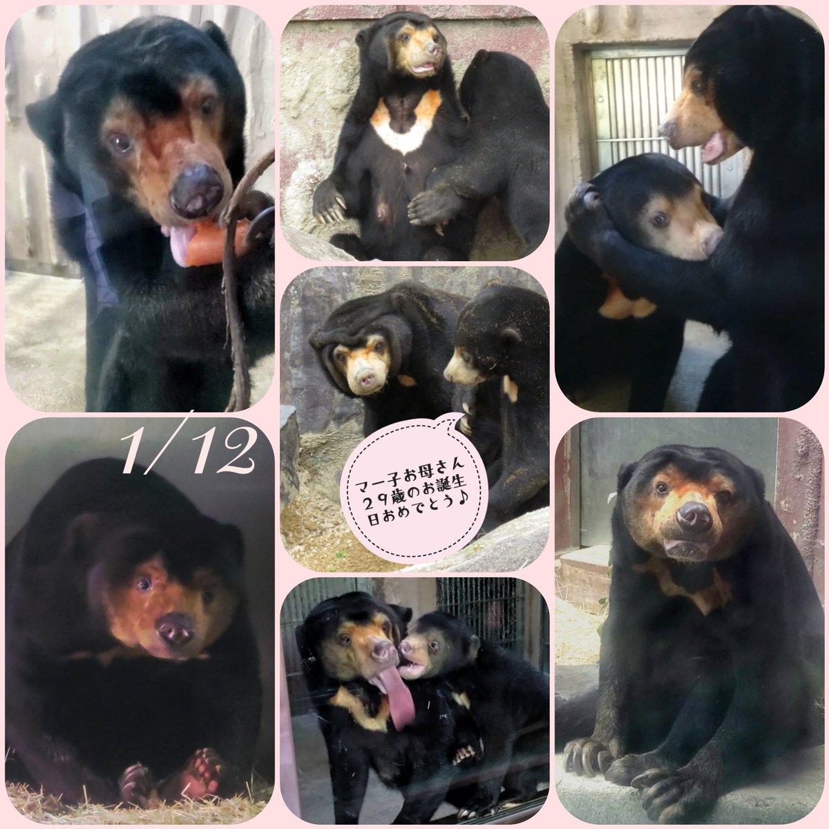 マー子さん､29歳のお誕生日おめでとうございます(✿˘︶˘*)ﾉ .•*¨*•.¸¸♬ まだまだ元気でいてくださいね☆ #マレーグマ  #東山動植物園