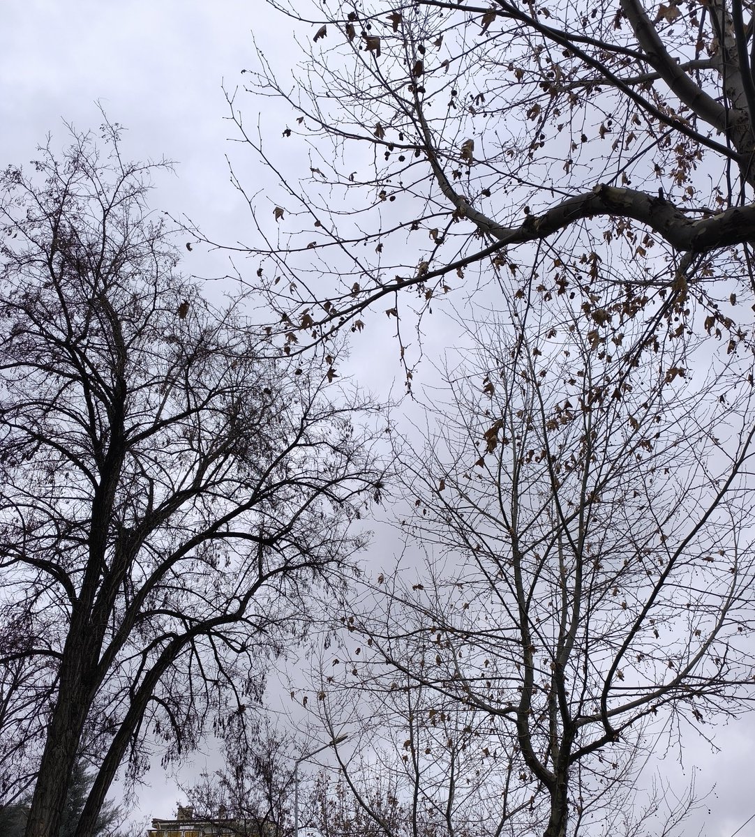 •kuru dallar da sanata dahil•