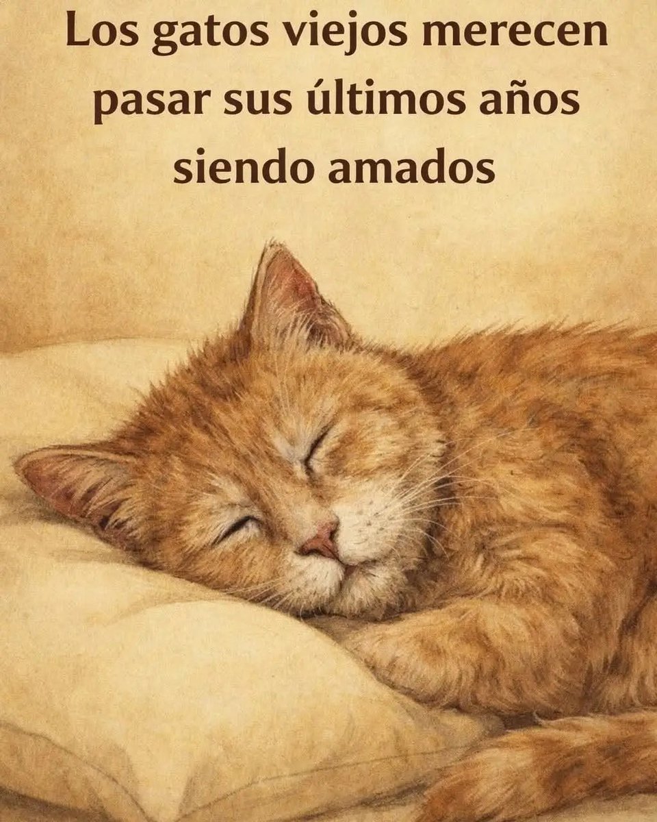 #Adopta #AdoptaNoCompres Dales una oportunidad de tener la vida que merecen ❤️🐱🐾