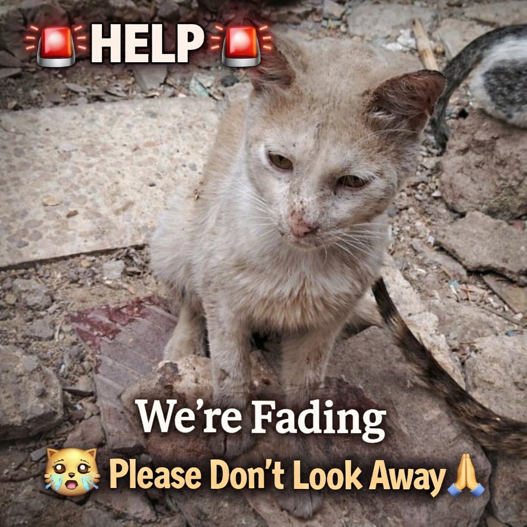 AnimalFriendsAF's tweet image. We keep asking ourselves in silence… did we become too easy to forget?
Not because the need is gone far from it, but because our voices have grown tired from calling out, while the weight on our shoulders only grows heavier.
Your kindness was never small. It was warmth when…