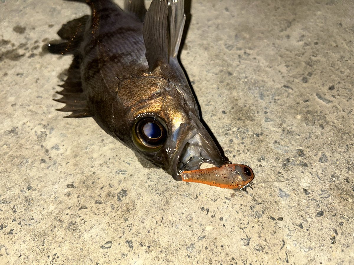 ori310Seabass's tweet photo. imaミッション2026🎣
第一回ミッション釣果のポスト光栄っす😍
連続して本年度も年間コンプリート挑戦中🐟
#imaミッション
#アムズデザイン
#ima
#Miniel35
#広島
#シーバス
#メバル https://t.co/47ekXppaYv
