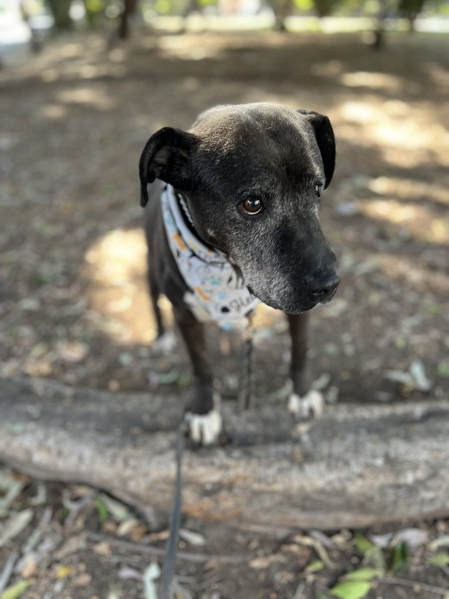 ¿Entonces nunca me van a adoptar?🥺

Tengo 12 años esperando un hogar,
y eso… es toda una vida.

Solo quiero una camita, caricias
y saber lo que es el amor de una familia.

Soy Betty y sigo esperando.
📍Estoy en CDMX.