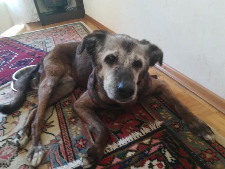 Beyond_theleash's tweet image. This is my 17 year old girl and I just wanted you to see her “ ❤️