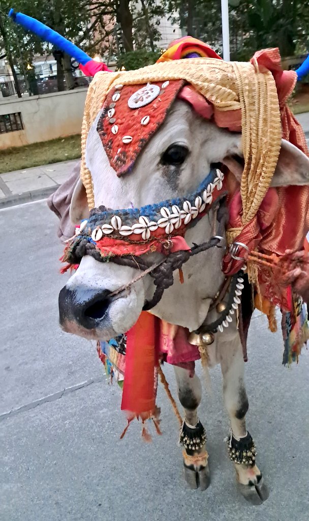 今日、Gangiredduvallu（牛使い）が別の牛を連れているところに遭遇