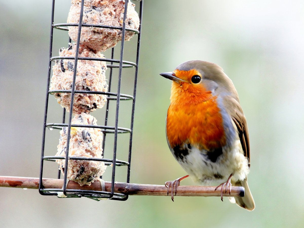 SquiresGC's tweet photo. Now’s the time to support garden wildlife. Simple steps like feeding birds, fresh water &amp; leaving natural cover can make a real difference – especially ahead of the #BigGardenBirdwatch (23–25 Jan).
Enjoy 15% off wildlife food &amp; shelters until 21 Feb https://t.co/2j9aJ90L9U https://t.co/2iRx1M4rSO