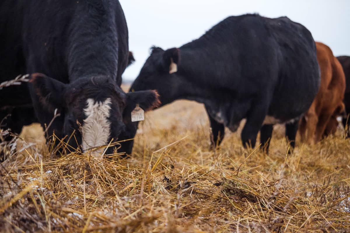realagriculture's tweet image. CFIA pauses traceability regulation change as cattle groups work to dispel misinformation.
ow.ly/WQAk50XWPVY  
#cdnag #cattle