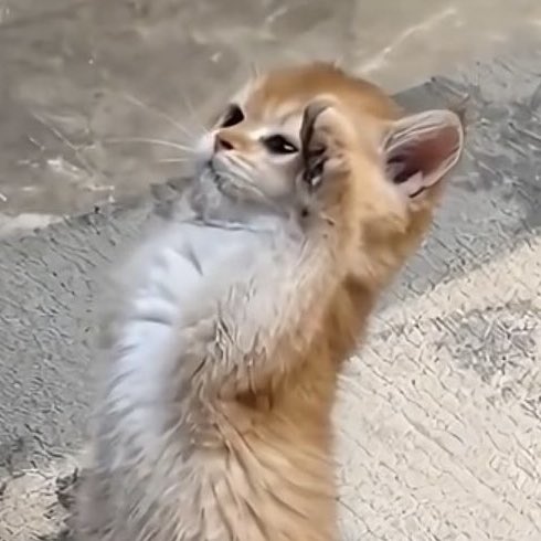 ใคร!?!? คือสารวัตรเหมียวตัวจริง🐱🐱