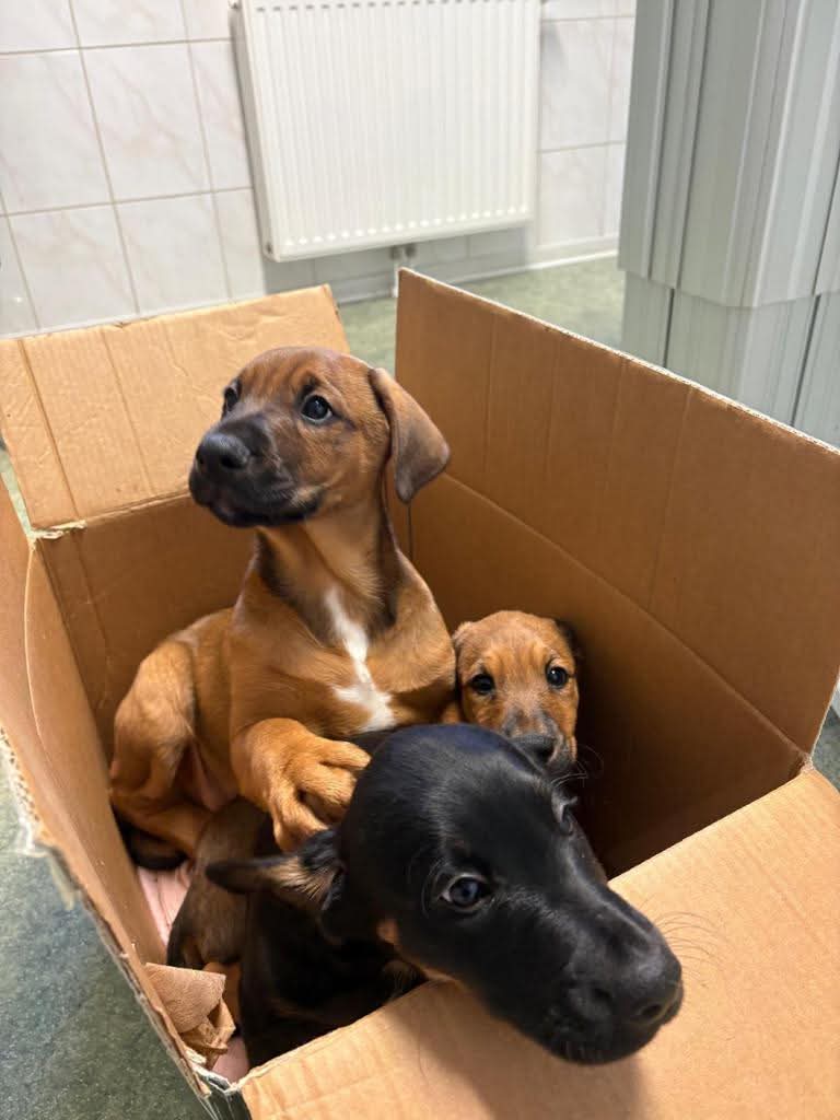 Diese Hunde wurden in einem Waldstück zwischen Mallinghausen und Sudwalde ausgesetzt!!!

Bitte weiträumig teilen, damit der Verbrecher der das getan hat, möglichst schnell gefasst wird!!!

kreiszeitung.de/lokales/diepho…