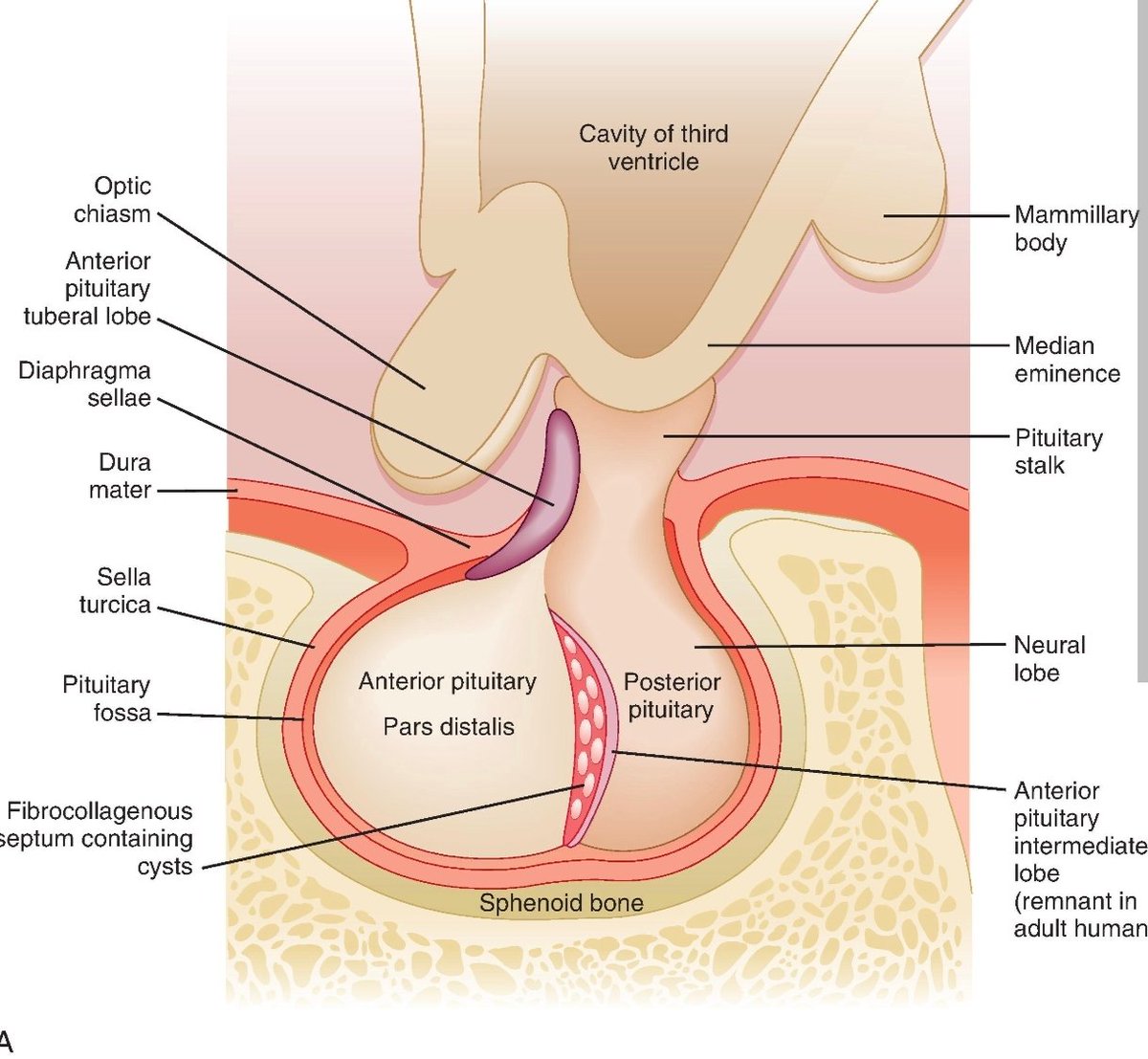 Bruce | True Health Coach tweet media
