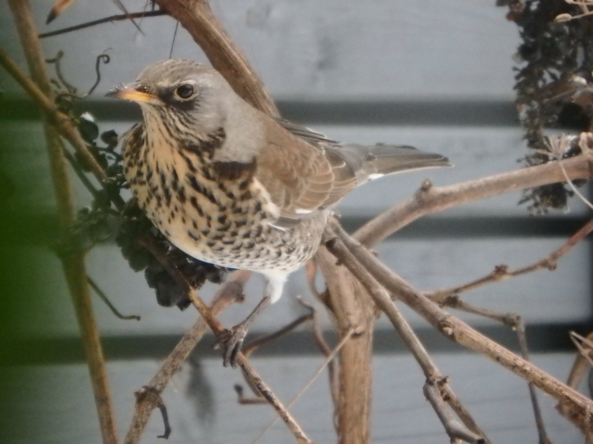 AlentProf's tweet image. Są pewne korzyści z lekkiej infekcji i konieczności pozostania w domu.
Żona zakazała robienia wina, więc korzystają kwiczoły i kosy (zdjęcia, niestety, przez okno).
Kwiczoły wpadają chmarą i pędzlują - do soboty może nie starczyć.