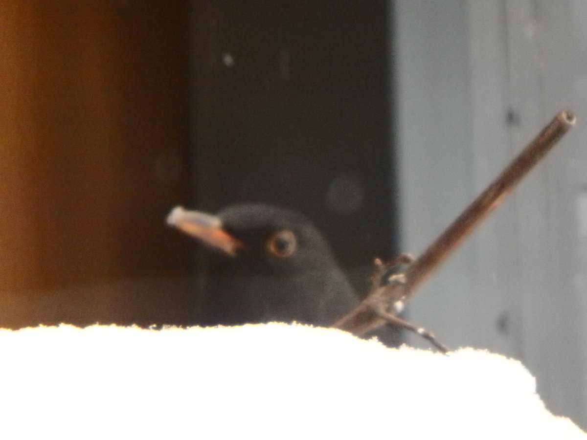 AlentProf's tweet image. Są pewne korzyści z lekkiej infekcji i konieczności pozostania w domu.
Żona zakazała robienia wina, więc korzystają kwiczoły i kosy (zdjęcia, niestety, przez okno).
Kwiczoły wpadają chmarą i pędzlują - do soboty może nie starczyć.