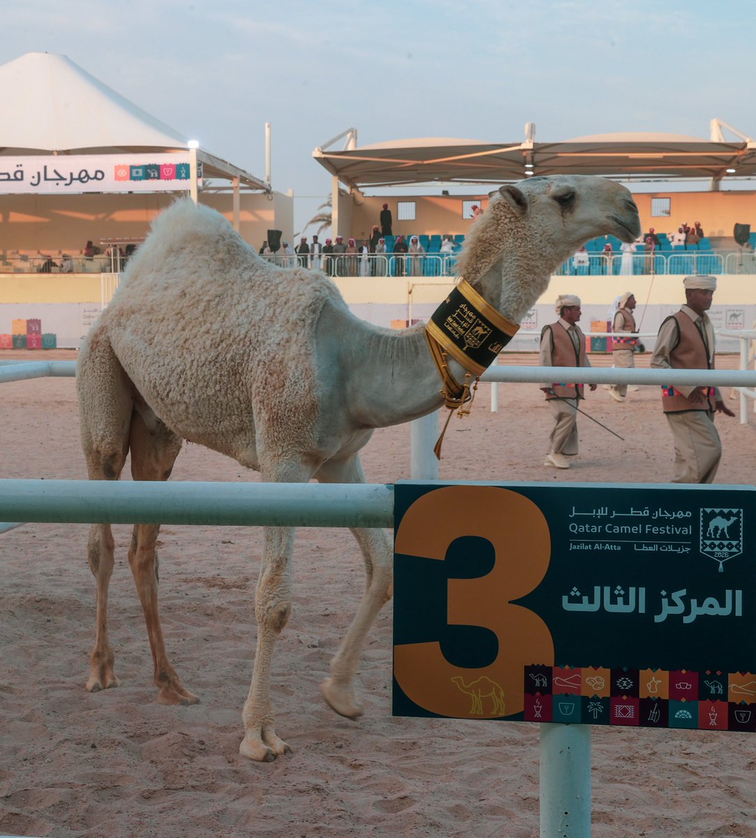 QCamelMC's tweet photo. تهانينا لصاحب المركز الثالث في شوط مفاريد قعدان دولي

🥉السيد/ عبدالله بن سمران بن مسفر العصيمي
🐪 نزاح

فئة المغاتير (الوضح)
تستاهل الناموس👏👏

#مهرجان_قطر_للإبل 🇶🇦
#جزيلات_العطا https://t.co/AYFyoRaoFn