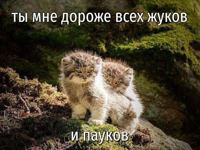 LlafDrAd4XCxk3E's tweet image. 