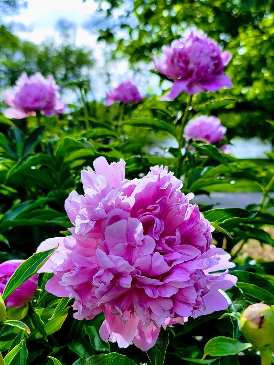 Thinking of spring 🌿