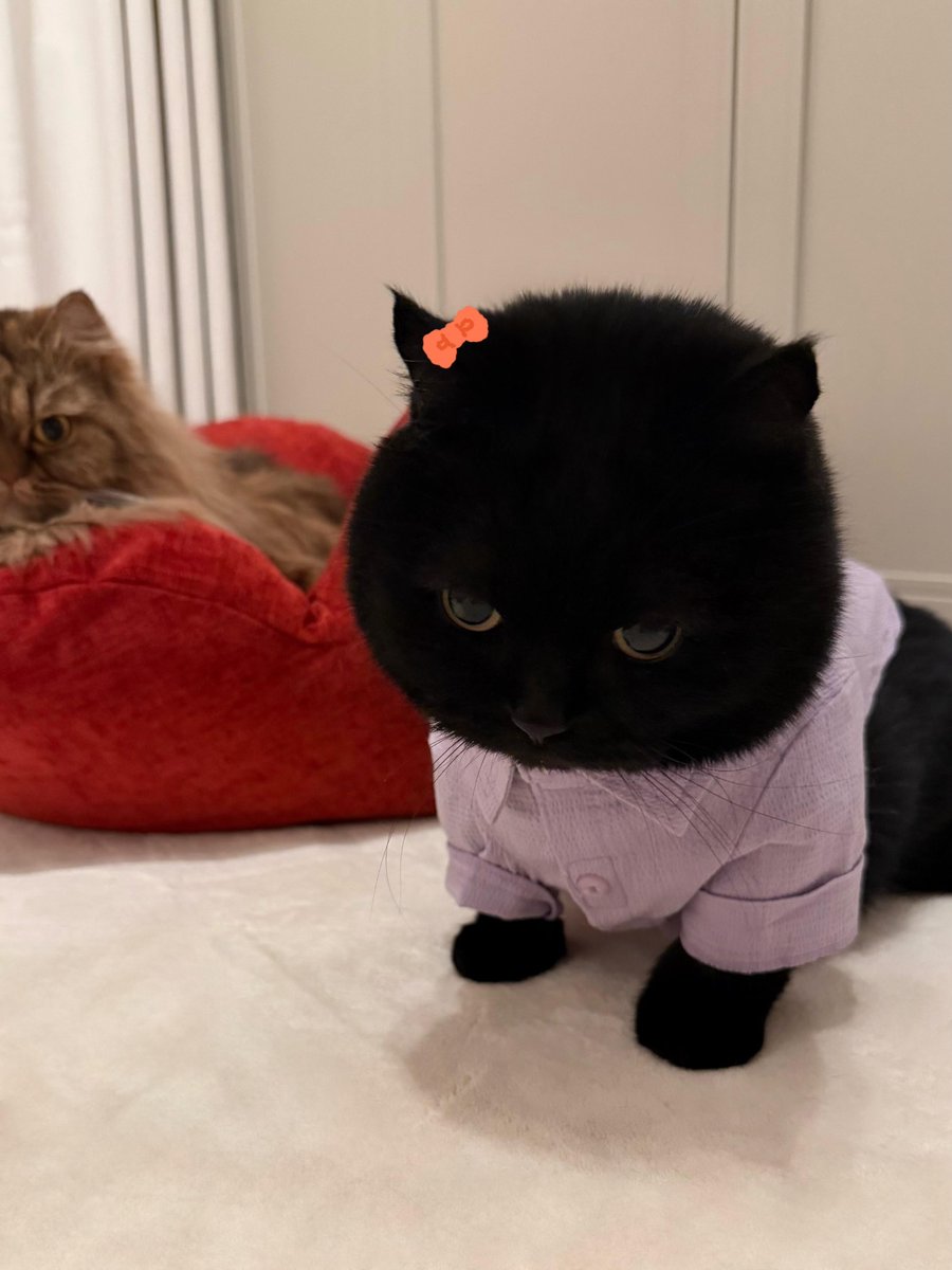 DanielThomWS's tweet image. Baby, purple has nine-tenths the charm!  - Just one-tenth less, and purple makes your skin look darker! Right, right!