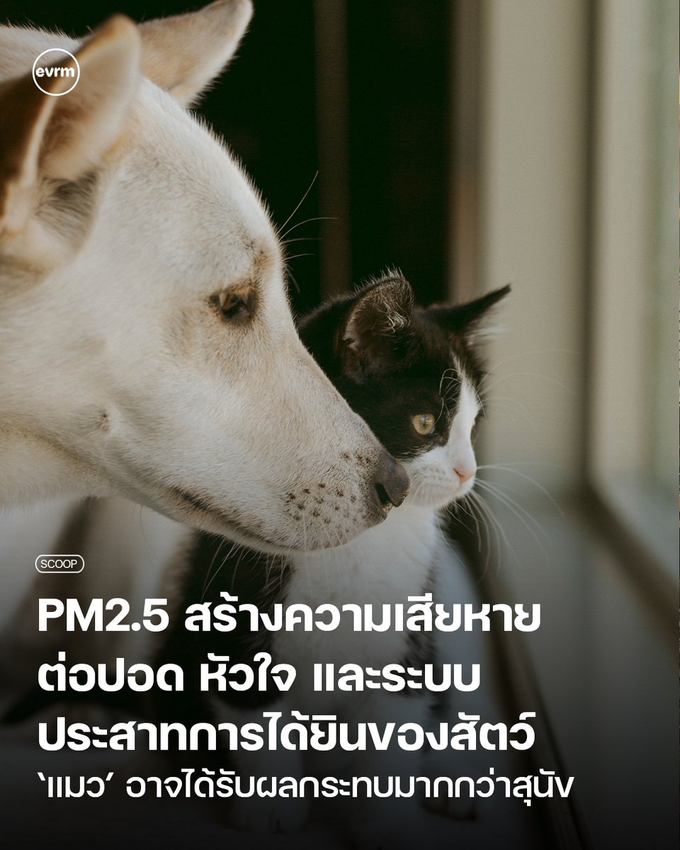 environmanth's tweet image. ◉ SCOOP: PM2.5 สร้างความเสียหายต่อปอด หัวใจ และระบบประสาทการได้ยินของสัตว์ ในขณะที่แมวอาจได้รับผลกระทบมากกว่าสุนัข
.
[ช่วงนี้ต้องอยู่ในบ้านไปก่อนนะ]
.
ช่วงนี้ฝุ่น PM2.5 วนกลับมาอีกครั้ง (และอีกครั้ง) เรารู้กันดีว่าฝุ่น PM2.5 สร้างผลกระทบต่อสุขภาพของมนุษย์ทั้งในระยะสั้นและระยาว…