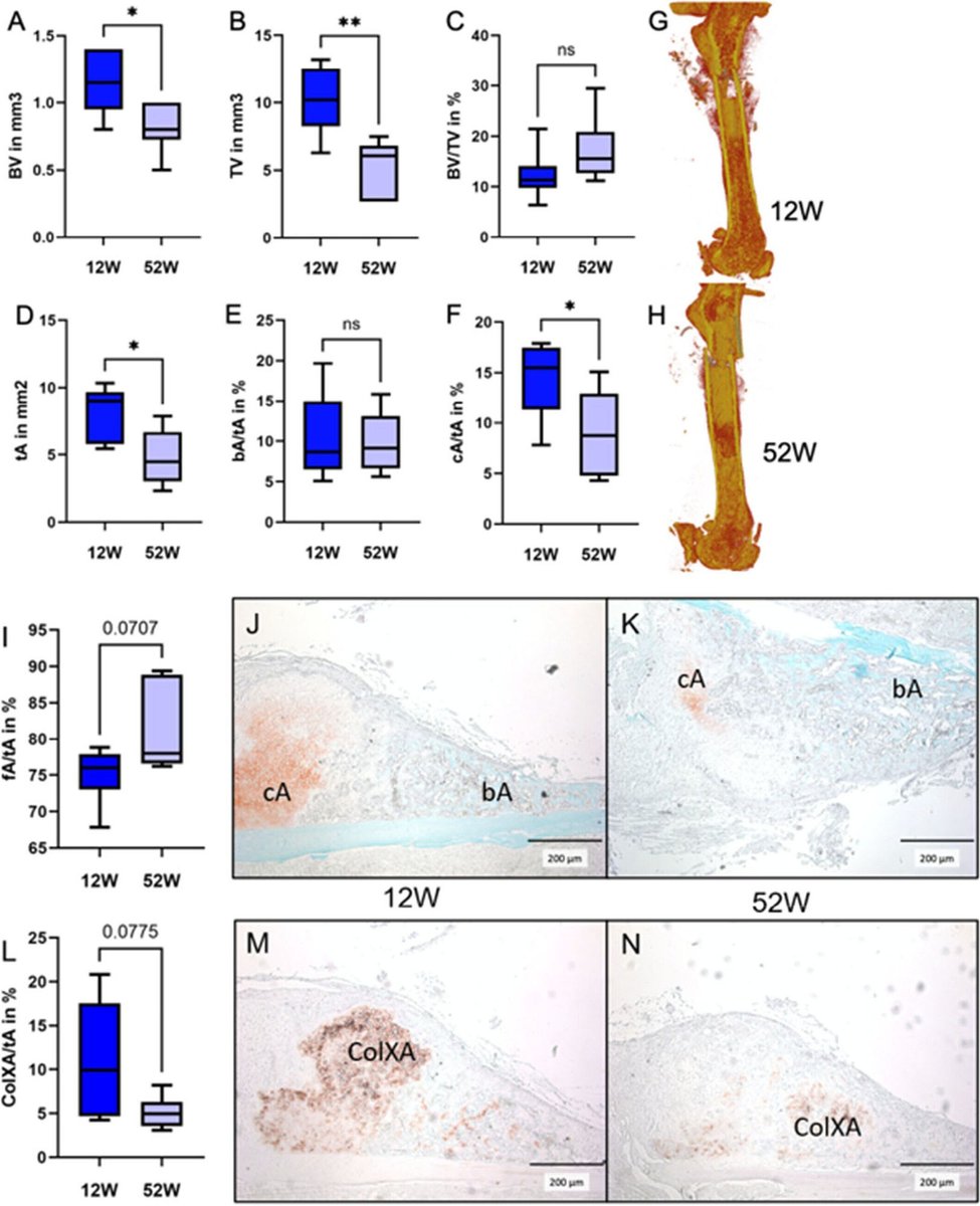 Journal of Orthopaedic Research® tweet media
