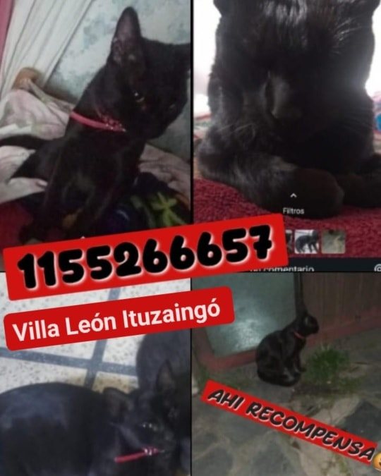 DeGatitos_'s tweet image. #Perdiamigato 📢📢📢
RT RT RT
GATITO PERDIDO EN ITUZAINGO!
CONTACTO EN LA FOTO

#gatitosperdidos