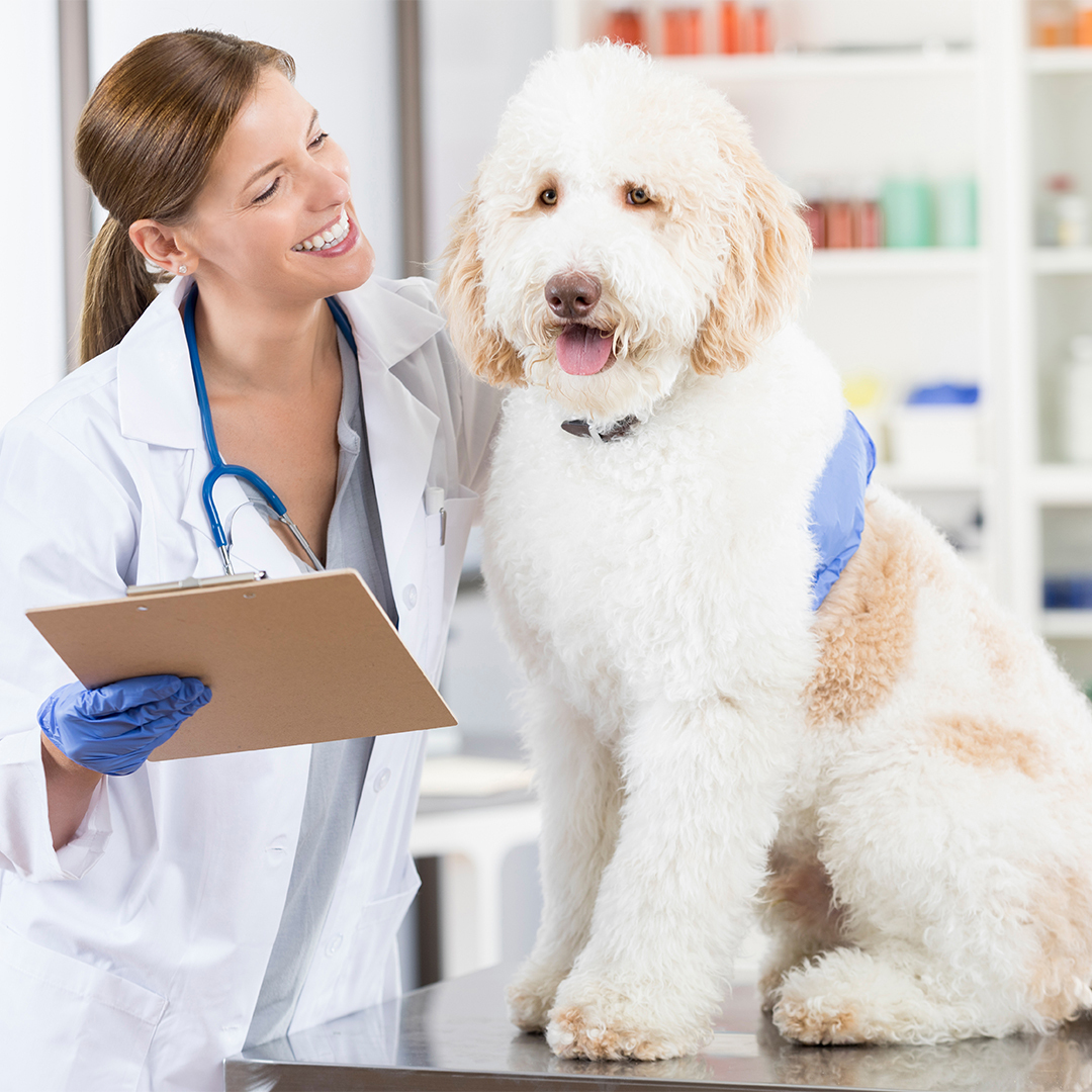 Sam_Farmers's tweet image. Think about your pet’s last vet visit — and the bill. Whether it’s a prescription pickup or an emergency visit, vet bills can put dent in your budget. Pet insurance can help ease the cost of accidents, illness and medications, depending on your coverage. Ask me anything.