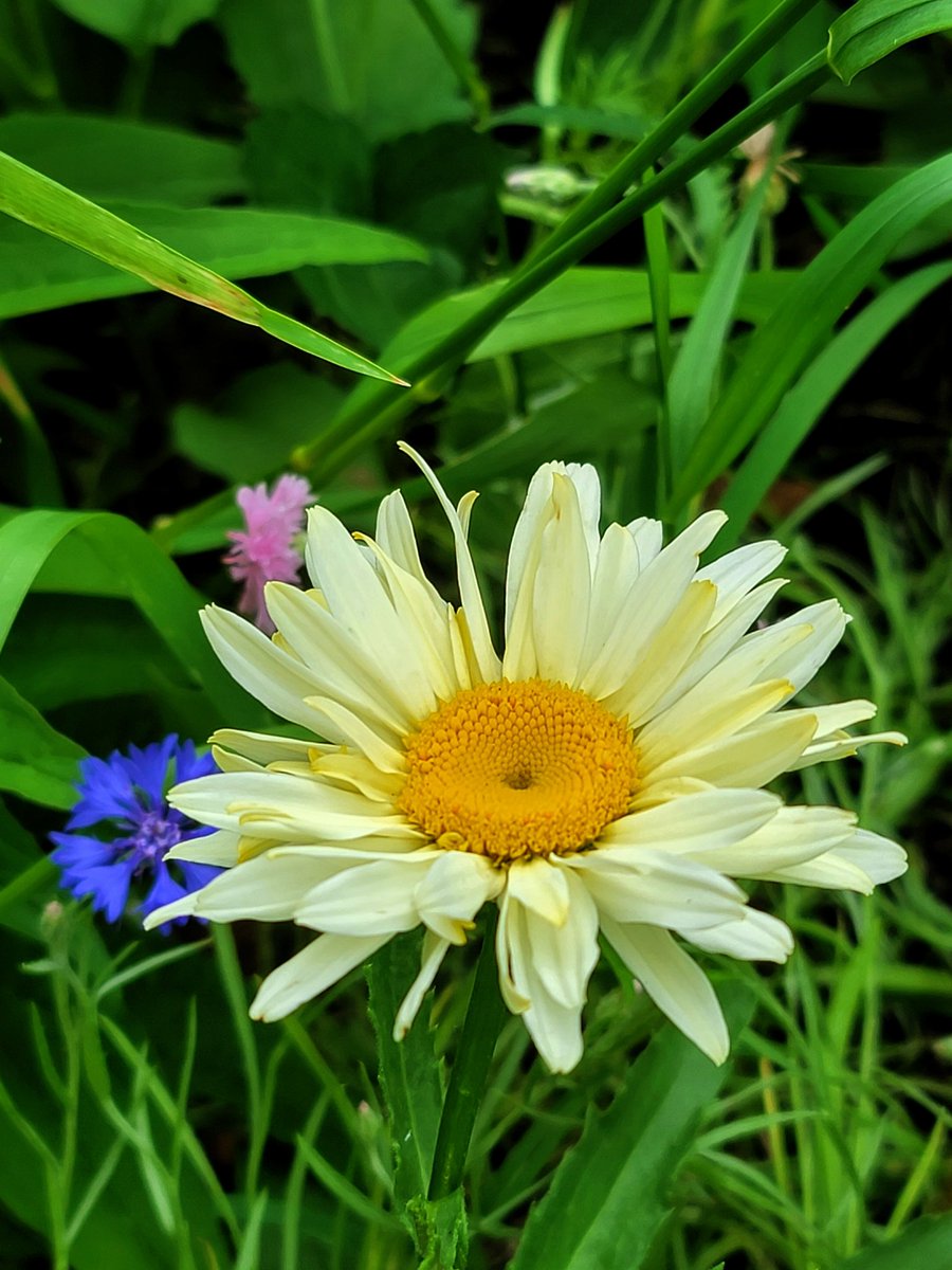 Summer dreaming 🍃