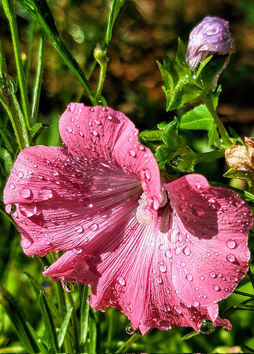 After the rain......🩷