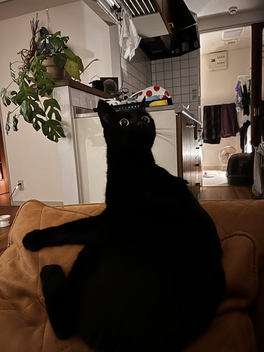 strangerinkobe's tweet photo. 宇宙猫 https://t.co/OJ9QtK8mDN