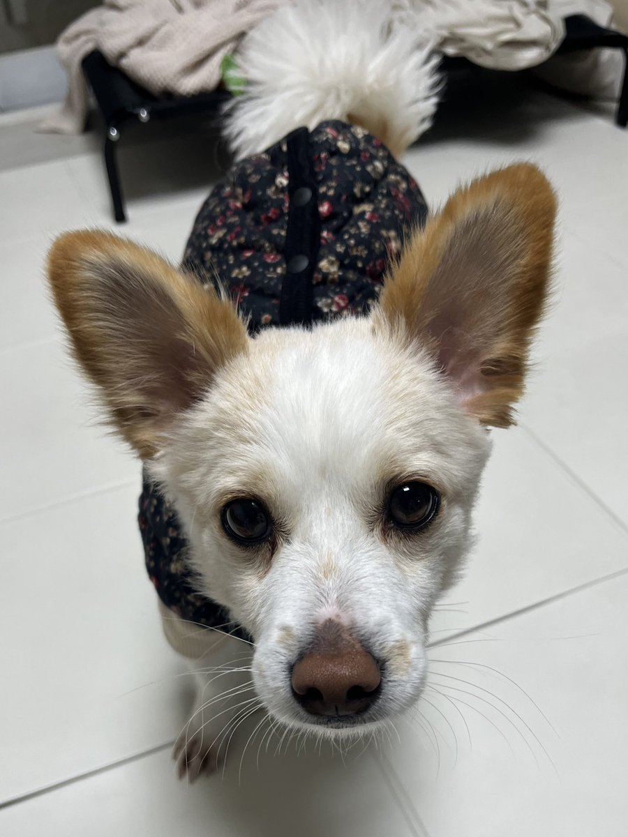BOM_HACHI's tweet photo. 지인 눈아에게 김장조끼 선물 받았어요~ 한층 더 똥가나지가 되 https://t.co/Hidoc9lJVJ