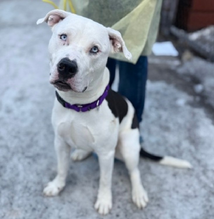 💔Telanovela💔
#NYCACC #244271 2y
▪️ReListed TBK: 1/15💉 
#RescueOnly

Precious sweetie's💔, arrived stray, 20 days ago.
Has warmed 2 handlers, showing soft body.
Has CIRDC &amp; is dog reactive in care.
Needs loving, all adult, N.East #Foster, 2 heal, see decompress &amp; thrive.

DM