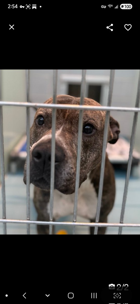 💔Tony the Tiger💔
#NYCACC #244974 3y
▪️ReListed TBK: 1/15💉 
#RescueOnly

Precious sweetie's💔, dropped off @ 🚔 station, after owner lost housing!
Poor beauty's grieving, not acclimating well 2 care.
Chewing crate walls.
Who cld blame him?
Has mild Otis &amp; needs loving, N.East