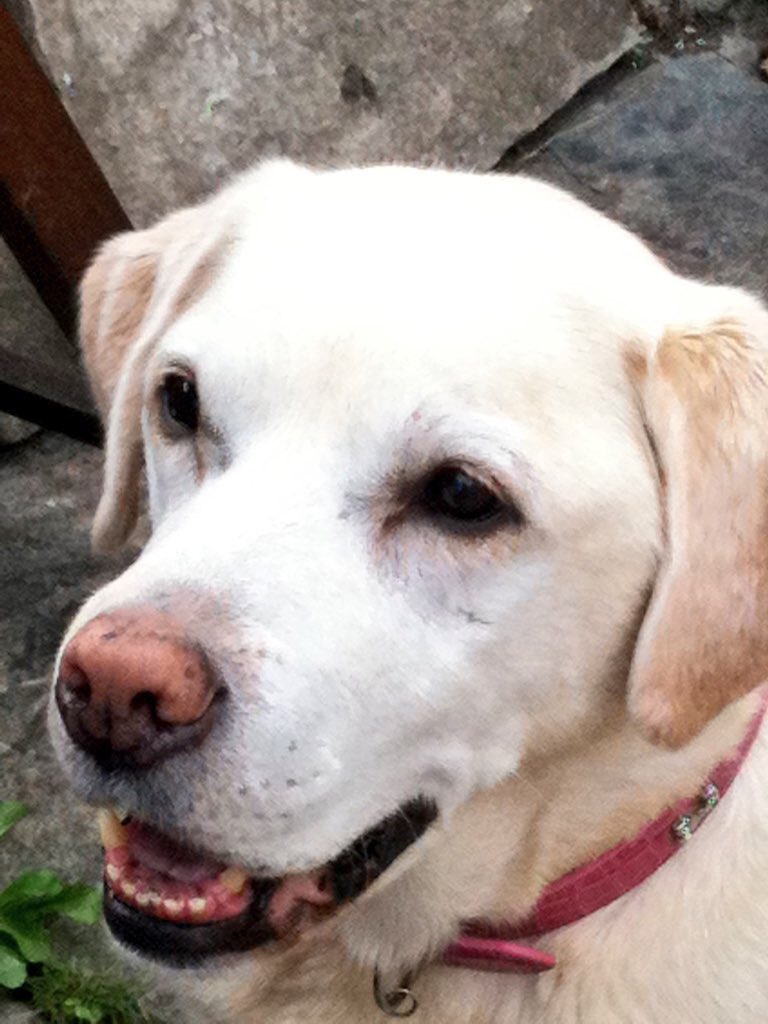 olive_blacklab's tweet image. My predecessor Flora left us 13 years ago yesterday beloved family dog a huge character 🩷#gonebutnotforgotten #lovedandmissed 🌈