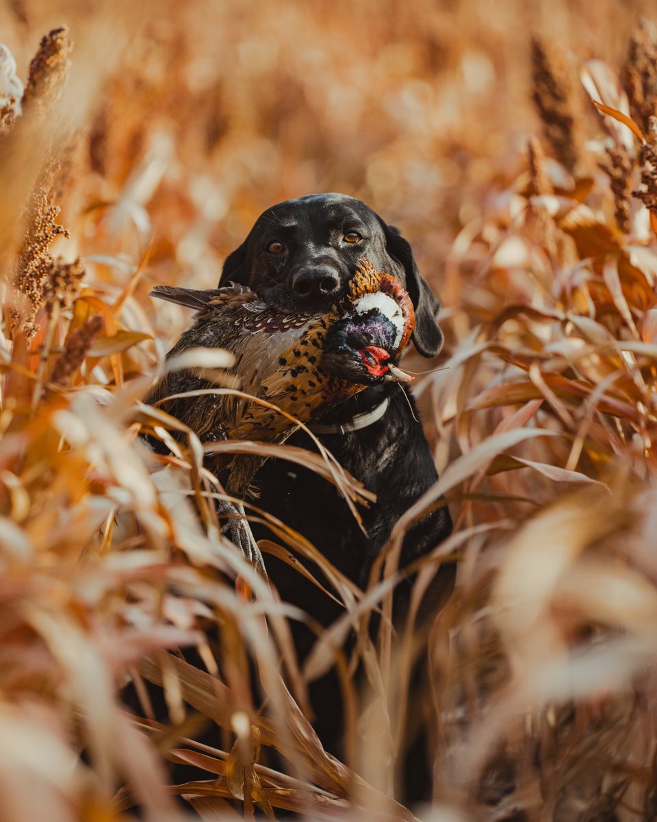 pheasants4ever's tweet photo. Why small groups rule, hole-hopping strategies, and the DIY way to successfully closing out the South Dakota pheasant season.
 
South Dakota’s public lands hold some of the wildest, most challenging roosters in the world. They're survivors that have weathered harsh winters, avoided predators and given other hunters the slip. And when you finally earn one of these birds, you'll understand the allure that only hunting public land birds can provide. So get out there, the SD season is still open through January 31st!

Get the full scoop on the DIY approach to hunting SD at the link below. 
https://t.co/0cT7ifBP23

Presented by @southdakota 

#pheasantsforever