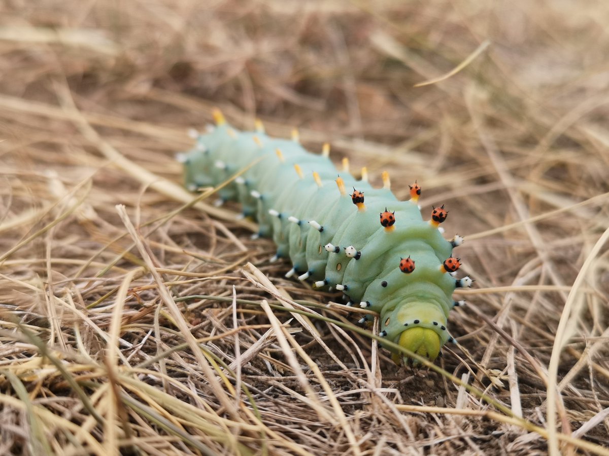Sask PCAP tweet media