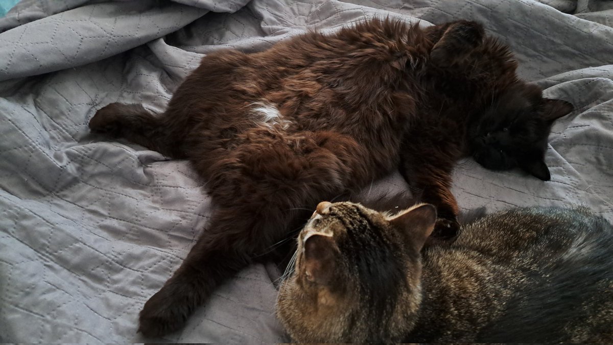 elfinvee's tweet image. Нарешті перетнули половину Себастянової мети!
Як і обіцяла показую шо під сердечком 🫢 Себастян не повністю чорний коцур (⁠ ⁠´⁠◡⁠‿⁠ゝ⁠◡⁠`⁠)
send.monobank.ua/jar/2Sma2MGBnF