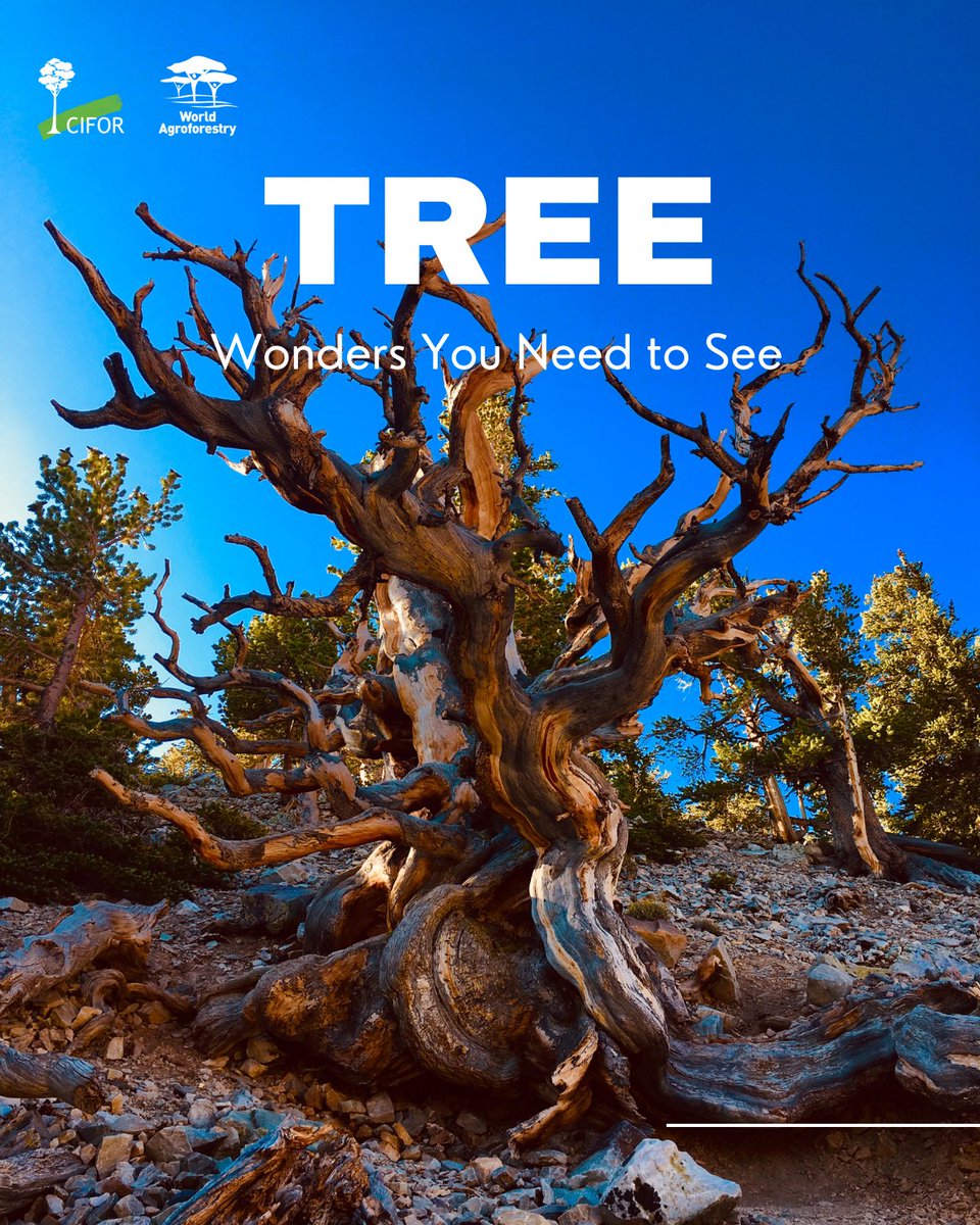 CIFOR_ICRAF's tweet image. Across the world, trees come in extraordinary forms.

These species have adapted in remarkable ways, storing water, living for thousands of years, or reshaping entire landscapes.

Check out some of the world’s most unique trees:👉 bit.ly/45EGgtq

#TreesPeoplePlanet
