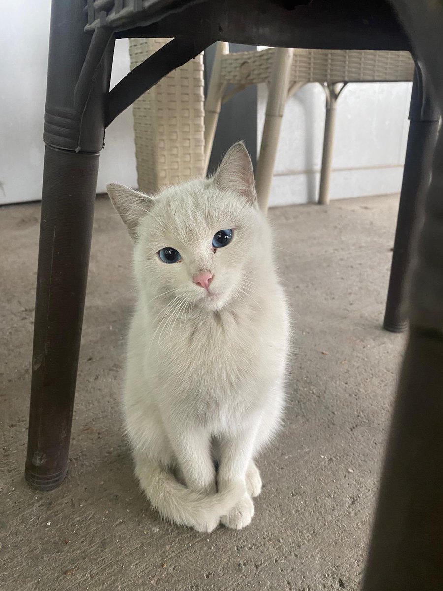 godxfjm's tweet image. พี่คะ

แถวนิ้เค้าบอดมีแมวมอม

พิ่เห้นมั้ยคะ