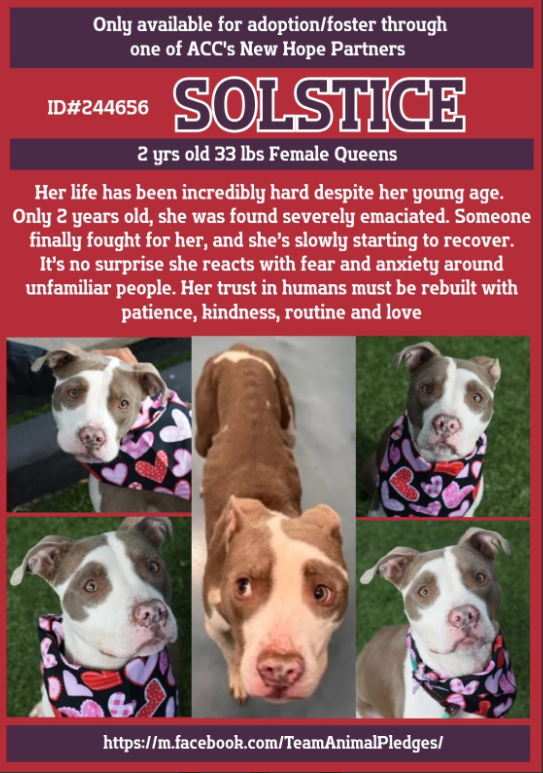Solstice survived Intake
nycacc.app/#/browse/244656
Now the battle for her life begins🙏 
Rescue Only 
#FosterMe 
#Pledge4Rescue 

Severly Emaciated &amp; scared💔
She responds to leashing, treats to go for walks 
But she is leery from her past 

Sometimes overwhelmed by the stimuli,
