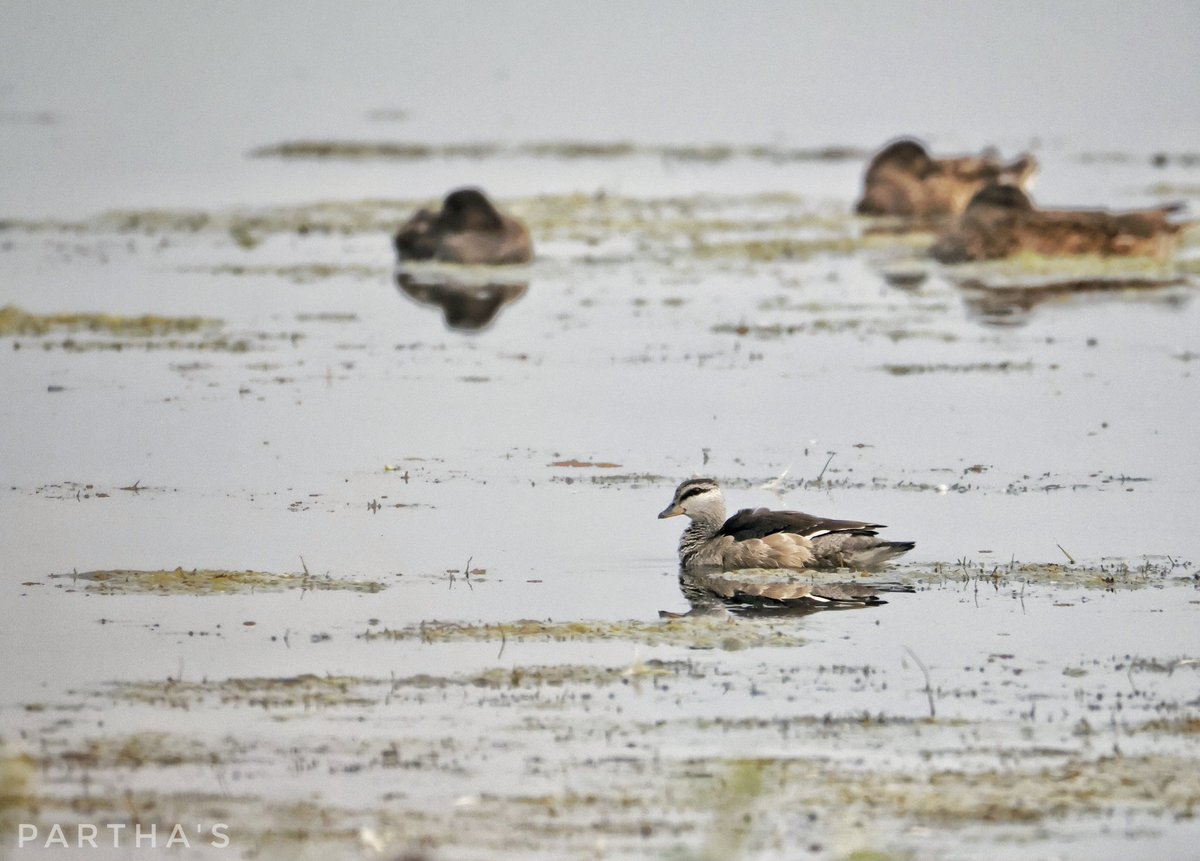 Porus : The Plateau Warrior tweet media