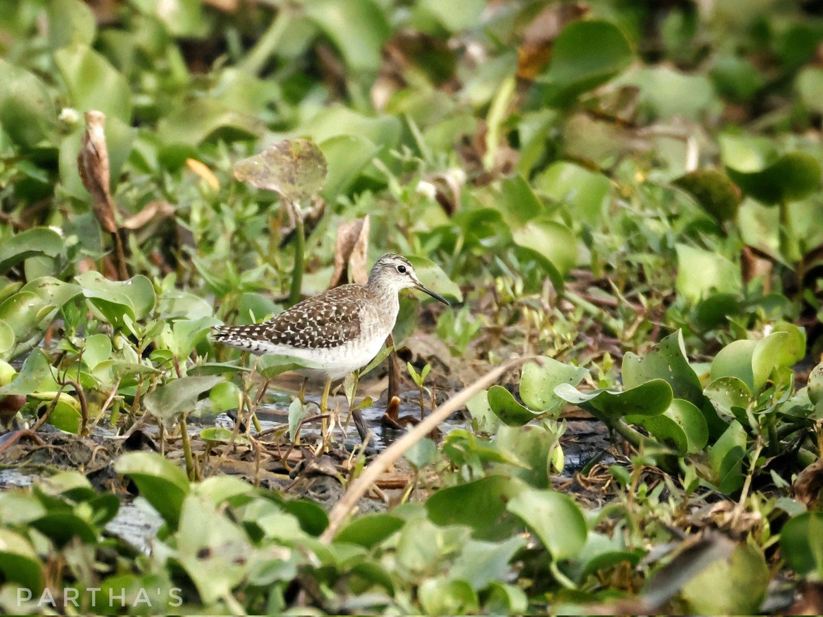 Porus : The Plateau Warrior tweet media