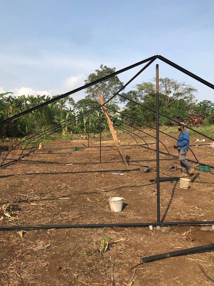 Greenhouses make year-round farming possible.

This new structure in Tole is designed for flower and vegetable production under controlled conditions.

#Agriculture #GreenhouseFarming