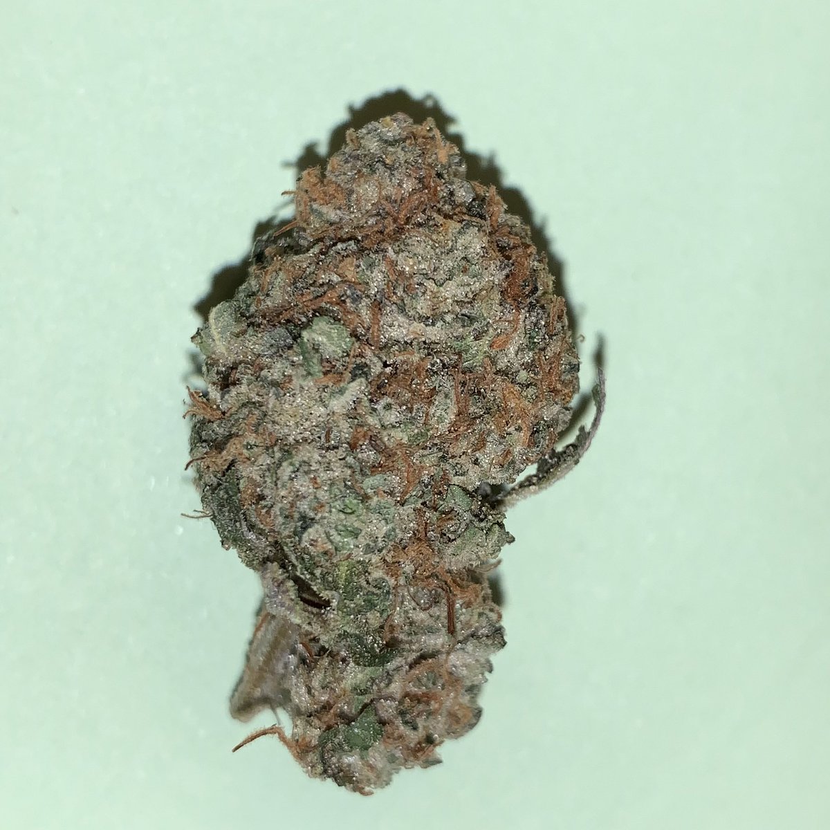 Skunk City Genetics tweet media