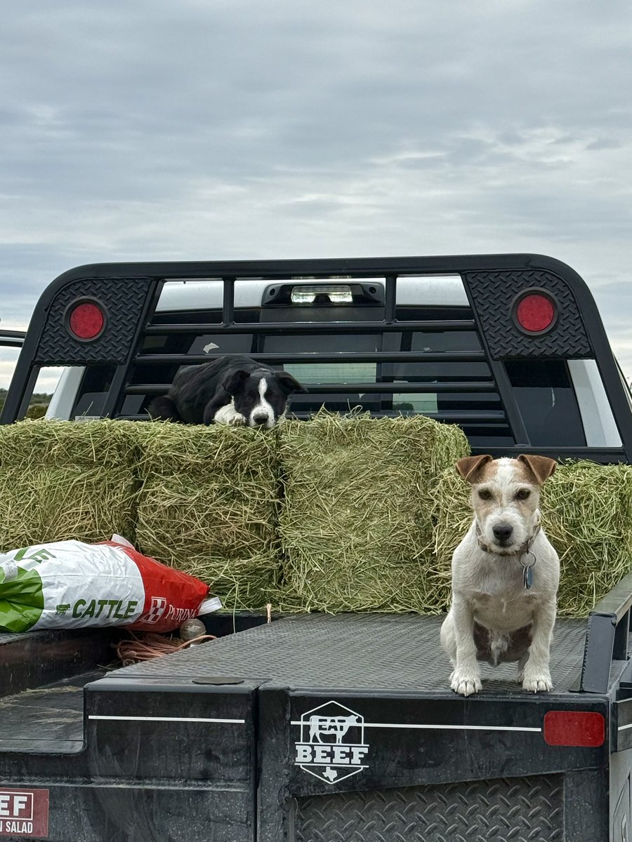 WillCallcott's tweet image. My help today! #ranchlife