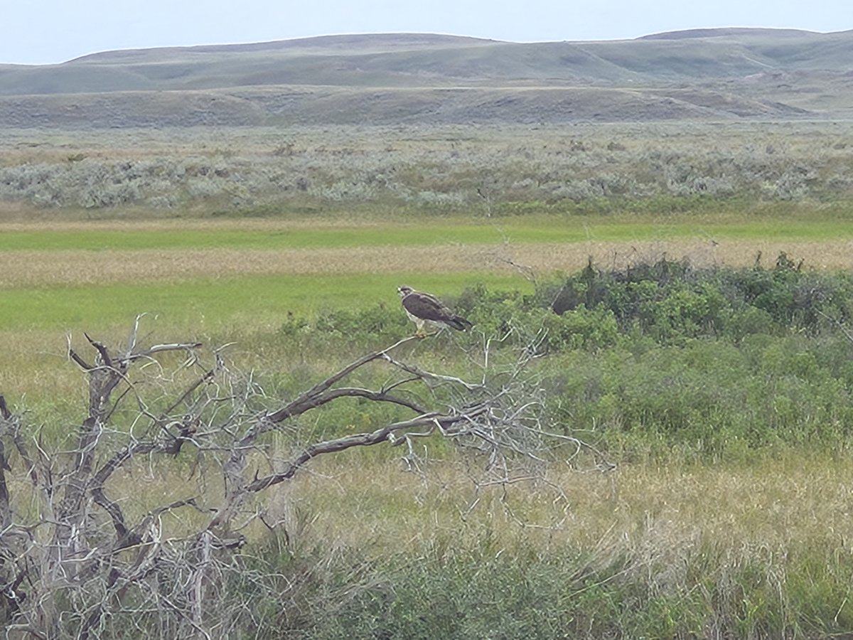 Sask PCAP tweet media