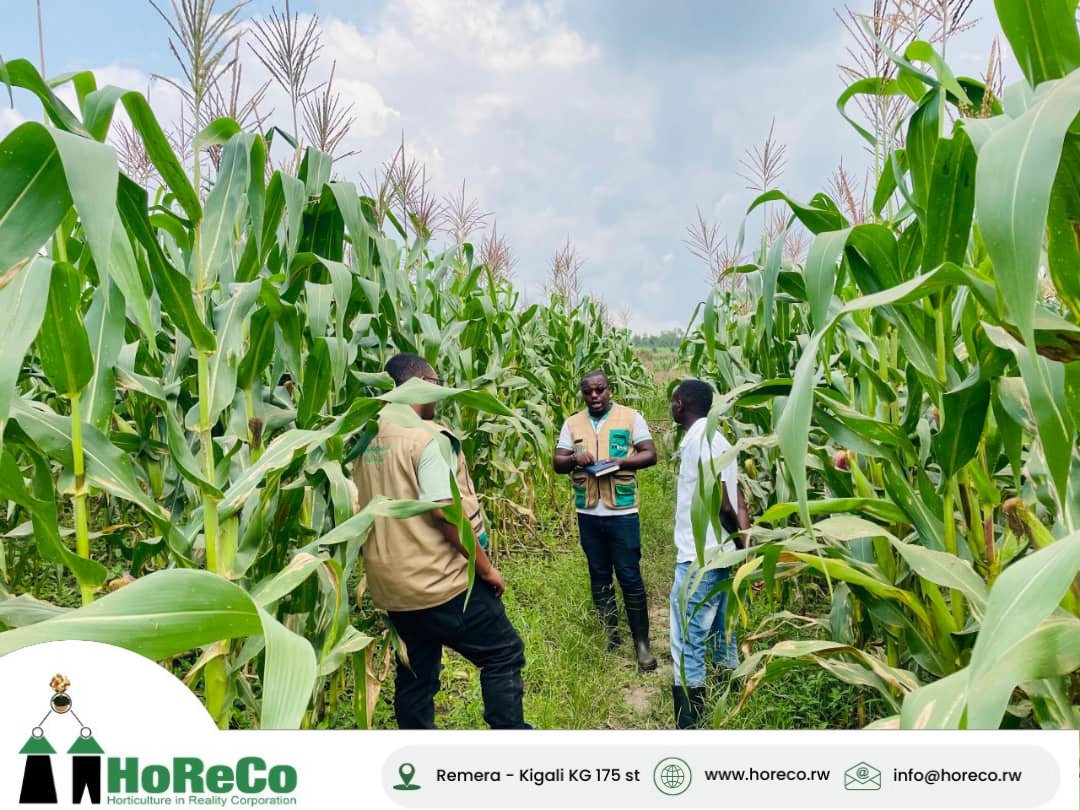 HoReCo_Rw's tweet photo. Agriculture goes beyond planting seeds—it requires planning, knowledge, and innovation to build sustainable agribusinesses.

At #HoReCo, our agronomists support farmers throughout the entire value chain, from farm planning, irrigation management, and production, to post-harvest handling, value addition, and market access, turning farming into a profitable and sustainable livelihood.