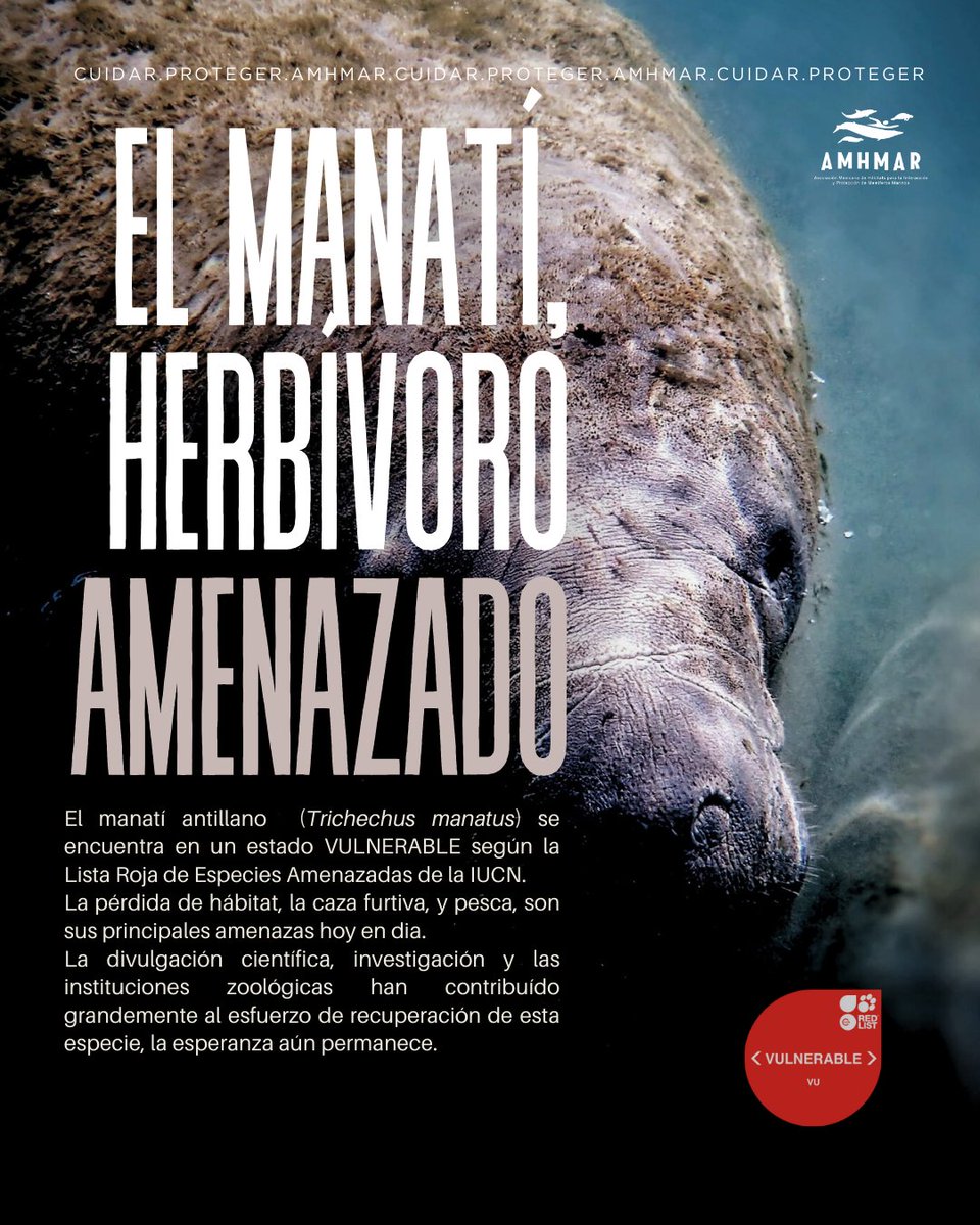 ¿Sabes cuáles son las amenazas a las que se enfrentan los manatíes❓🆘

#MamíferosMarinos #savetheocean #ocean #ConservaciónDeEspecies #CuidarProtegerAMHMAR