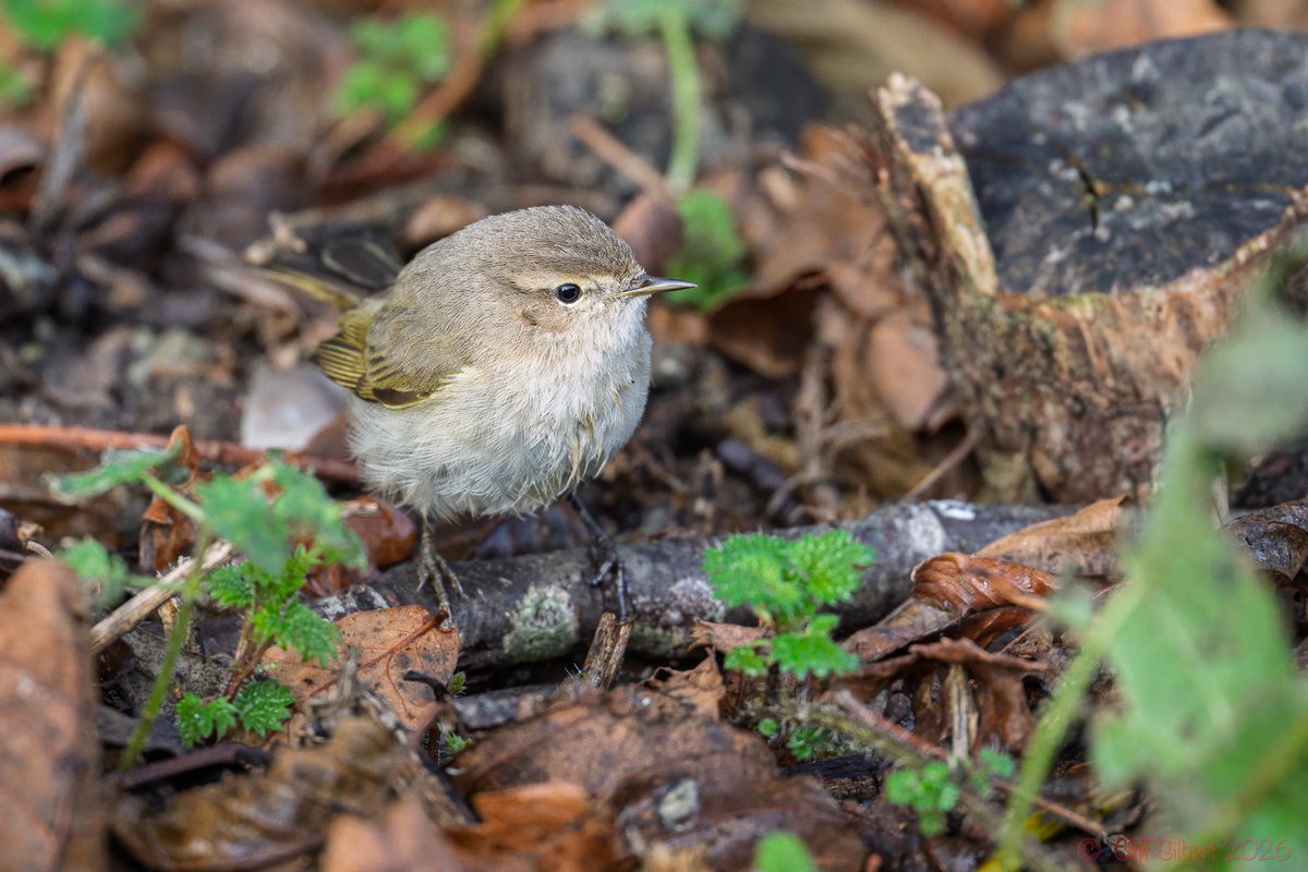 Cliff Gilbert tweet media