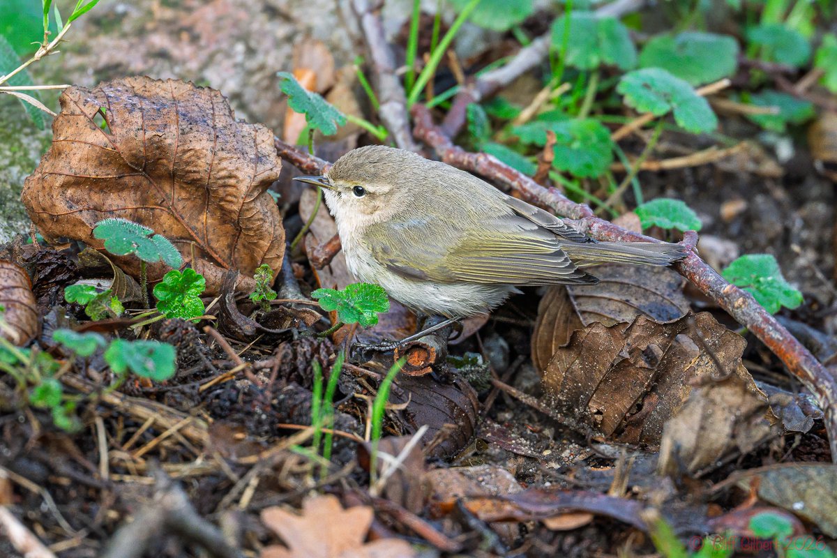 Cliff Gilbert tweet media