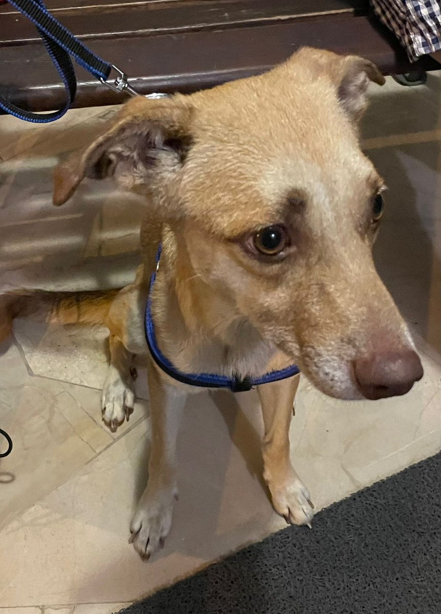 #ENCONTRADO #GUAYAQUIL
Fecha: 10/01/26
Sector: Norte, Ceibos Point
Sexo: Macho
Raza: Mestizo
Obsv.: Color café, ojos miel y nariz cafe 
Contacto: 0987960606
¡Ayúdalo a volver con su familia!
#AlertaMePerdí