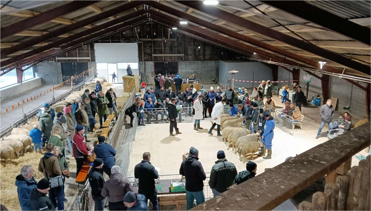 Warmtekanon redt koude TsNH-winterkeuring op Texel hetschaap.nl/warmtekanon-re… via @schapennieuws #texel #schapen